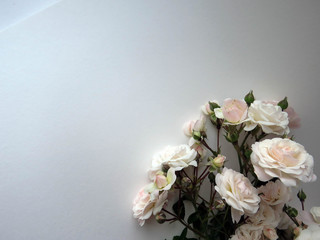 a branch of the white rose