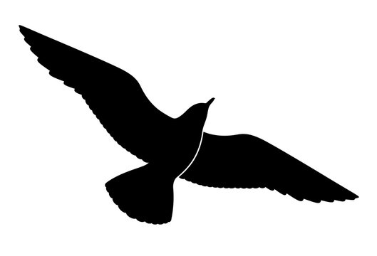Seagull silhouette on white background, vector illustration