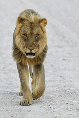 Male lion walking straight in the camera in Etosha National Park in Namibia