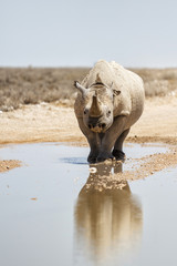 Black rhino with a nice reflection in the water after the rain in Etosha National Park in Namibia