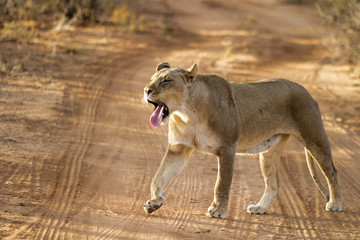 Lioness yawning in the first sunlight in Erindi Game Reserve in Namibia