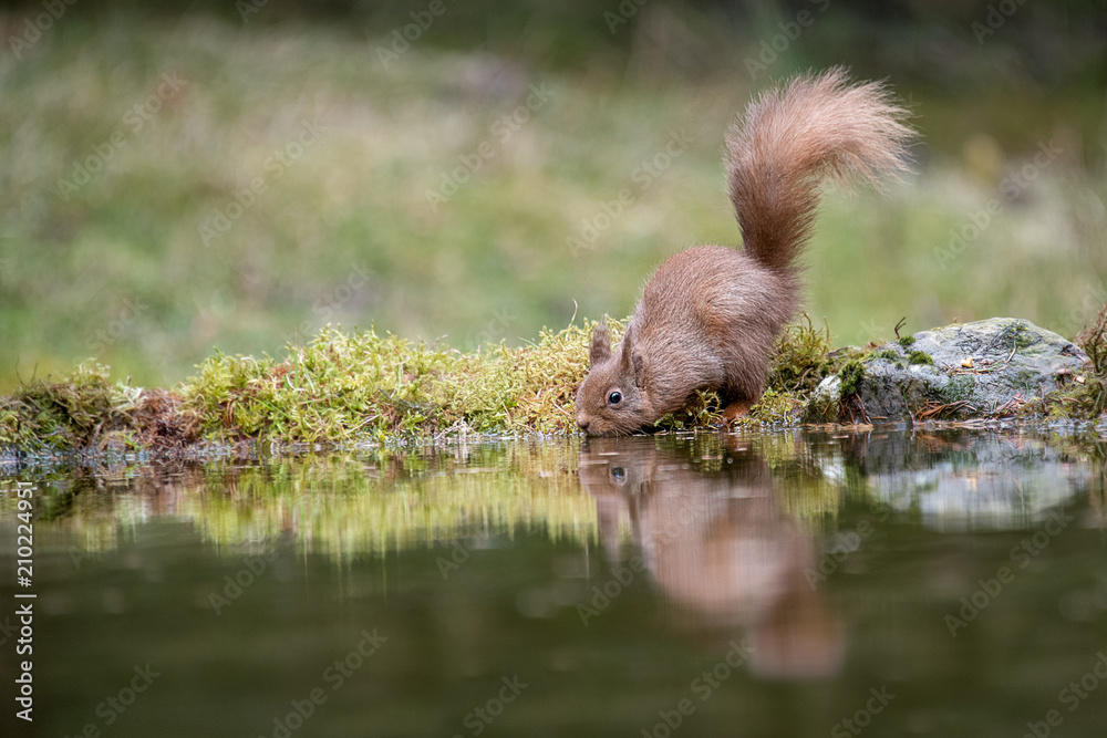 Poster A close photograph of a red squirrel with a bushy tail at a pond drinking and with its reflection in the water