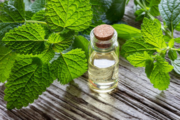 A bottle of melissa essential oil with melissa twigs - obrazy, fototapety, plakaty