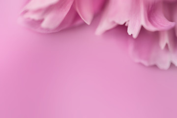Fototapeta premium Pink petals with blurred focus