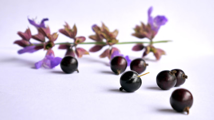 flower and blackcurrant