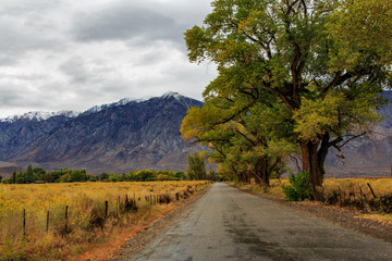 Road with trees on rainy day