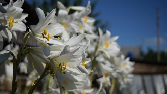 Many white lilies photographed from the side