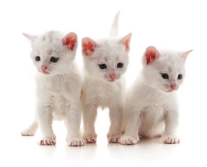Three white cats.