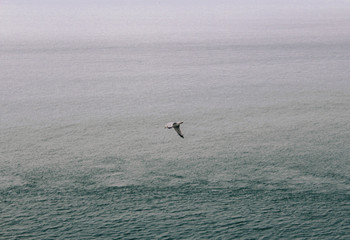 Bird Flying Over Sea