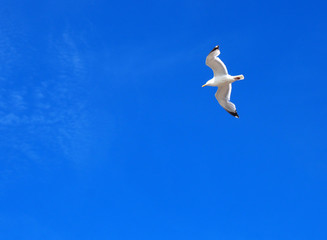 a beautiful single white seagull soaring in a bright blue sunlit sky