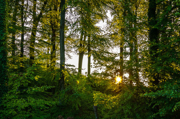 Sonnenschein durch Bäume im Wald, Kettwig, Deutschland