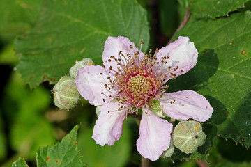 fiore di rovo (Rubus bifrons)