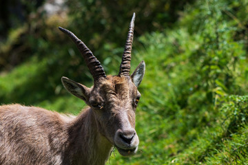 Steinbock Portrait