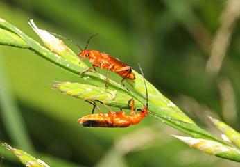piccoli coleotteri sull'erba (Rhagonycha fulva)