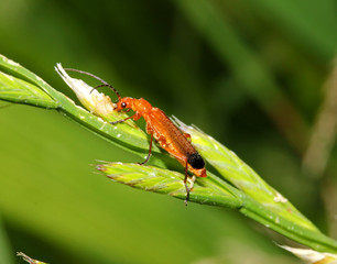 piccolo coleottero sull'erba (Rhagonycha fulva)
