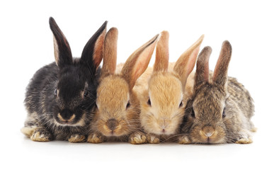 Four small rabbits.