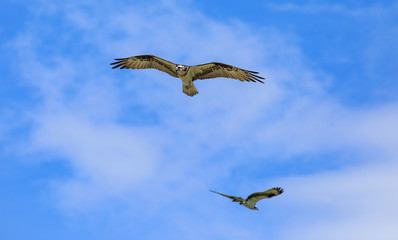 Seahawks passing in flight