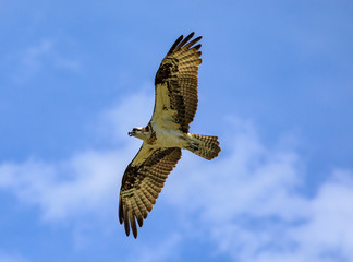 Seahawk in flight