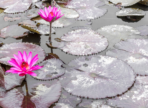 2 bright pink water lilies with monochromatic lily pads floating in a pond at a Japanese garden with copy space