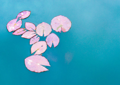 a group of pastel lily pads floating in a turqouise pond at a Japanese garden with copy space