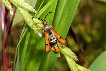 strana farfallina dall'aspetto di una vespa (Pyropteron chrysidiformis)