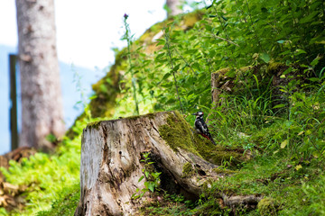 Specht im Wald