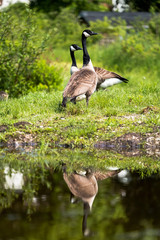 Canadian geese with ducklings around