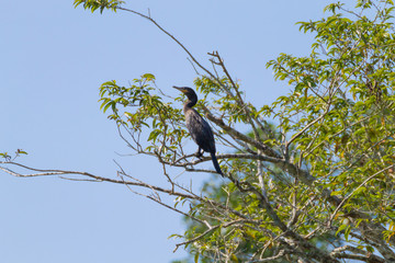 Neotropic cormorant on the nature in Pantanal, Brazil