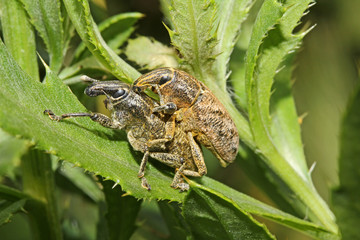 curculionidi in accoppiamento (Cleonis pigra)