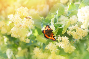 Summer scene with a branch of blossoming linden and beautiful butterfly hives
