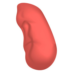 Spleen mockup. Realistic illustration of spleen vector mockup for web design isolated on white background - obrazy, fototapety, plakaty