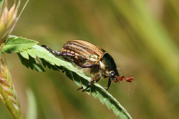 piccolo scarabeide dai colori metallici (Mimela junii)