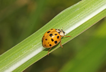 coccinella gialla (Harmonia axyridis)