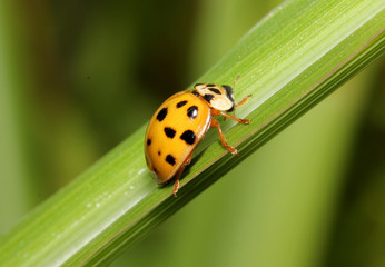 coccinella gialla (Harmonia axyridis)