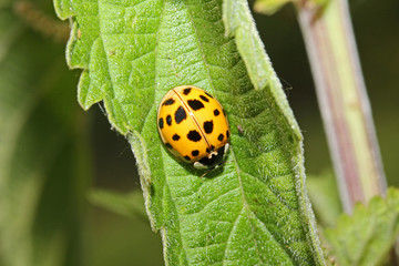 coccinella gialla (Harmonia axyridis)