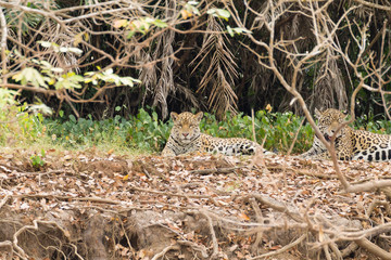 Jaguar from Pantanal, Brazil