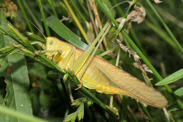 grande cavalletta giallo-verde dalle lunghe antenne (Tettigonia viridissima)