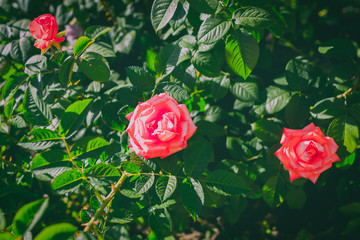 Beautiful roses in garden.