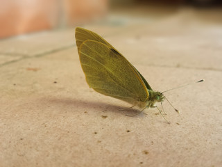 Farfalla