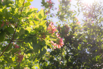 maple fruits or samaras with selective focus