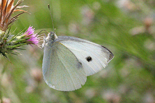 cavolaia maggiore (Pieris brassicae o Artogeia brassicae)