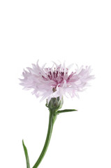 pink single flower of knapweed on a white background