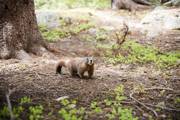A marmot looking at the viewer in the mountains near Vail, Colorado. 