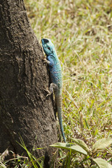 Blue Lizard