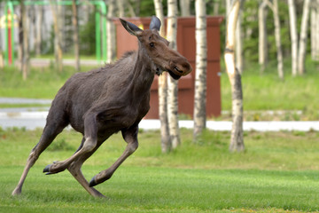 Young Alaska Bull Moose (Alces alces gigas)