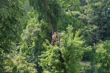 Obraz premium A man is sawing a chainsaw of a tree trunk in a summer park 