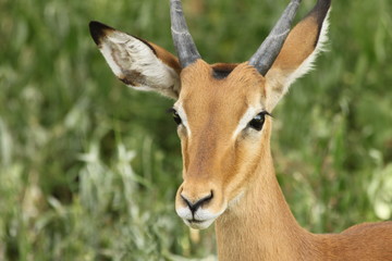 Impala Close-Up