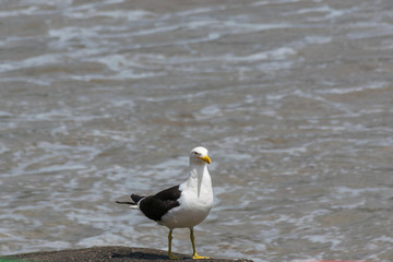 Seagull standing