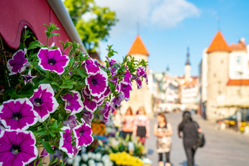 Beautiful flowers in the middle of Tallinns old town. - obrazy, fototapety, plakaty