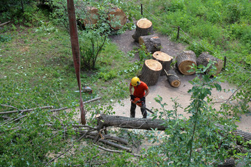 A man is sawing a chainsaw of a tree trunk in a summer park
